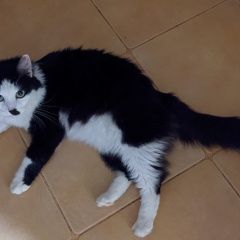 Подробнее об объявлении «Пропал кот Химки» Фото: пропала кошка  «Пропал кот Химки» в г. Химки