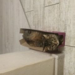 Подробнее об объявлении «Пропала кошка Березовский (Свердловская обл.)» Фото: пропала кошка  «Пропала кошка Березовский (Свердловская обл.)» в г. Березовский (Свердловская обл.)