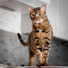 Подробнее об объявлении «Пропал кот вознаграждение Краснодар» Фото: пропала кошка Бенгальская кошка «Пропал кот вознаграждение Краснодар» в г. Краснодар