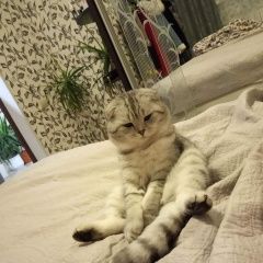 Подробнее об объявлении «Краснодар Пропал кот» Фото: пропала кошка  «Краснодар Пропал кот» в г. Краснодар