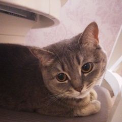 Подробнее об объявлении «Пропала кошка на алтайской Саранск» Фото: пропала кошка  «Пропала кошка на алтайской Саранск» в г. Саранск