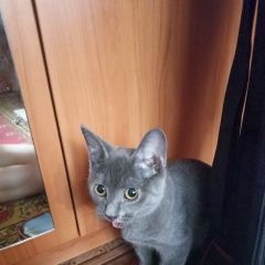 Подробнее об объявлении «Пропал кот Энгельс» Фото: пропала кошка  «Пропал кот Энгельс» в г. Энгельс