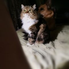 Подробнее об объявлении «Ухта Пропала кошка» Фото: пропала кошка  «Ухта Пропала кошка» в г. Ухта