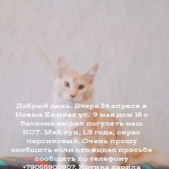 Подробнее об объявлении «Пропал кот Химки» Фото: пропала кошка Мейн-кун «Пропал кот Химки» в г. Химки