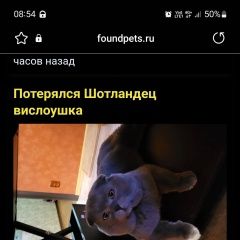 Подробнее об объявлении «Пропал кот шотландец Братск» Фото: пропала кошка  «Пропал кот шотландец Братск» в г. Братск