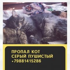 Подробнее об объявлении «Пропал кот Сочи» Фото: пропала кошка  «Пропал кот Сочи» в г. Сочи
