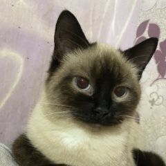 Подробнее об объявлении «Пропала кошка тайской породы Оренбург» Фото: пропала кошка  «Пропала кошка тайской породы Оренбург» в г. Оренбург