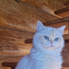 Подробнее об объявлении «Пропала кошка кп большие жеребцы ул солнечная д 239 Щелково» Фото: пропала кошка Британская короткошерстная кошка «Пропала кошка кп большие жеребцы ул солнечная д...» в г. Щелково