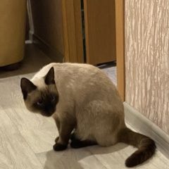 Подробнее об объявлении «Пропал кот Саранск» Фото: пропала кошка Тайская кошка «Пропал кот Саранск» в г. Саранск