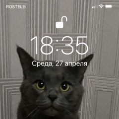 Подробнее об объявлении «Пропал кот тишка Егорьевск» Фото: пропала кошка  «Пропал кот тишка Егорьевск» в г. Егорьевск