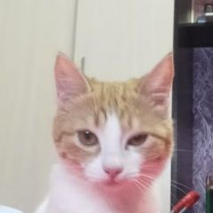 Подробнее об объявлении «Пропала кошка Сочи» Фото: пропала кошка  «Пропала кошка Сочи» в г. Сочи