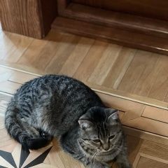 Подробнее об объявлении «Пропал кот Томск» Фото: пропала кошка  «Пропал кот Томск» в г. Томск