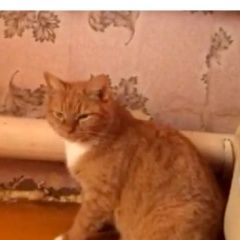 Подробнее об объявлении «Москва Пропала кошка рыжая с белым» Фото: пропала кошка  «Москва Пропала кошка рыжая с белым» в г. Москва