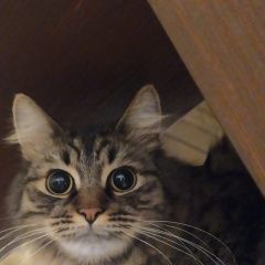 Подробнее об объявлении «Тула Пропал кот» Фото: пропала кошка  «Тула Пропал кот» в г. Тула