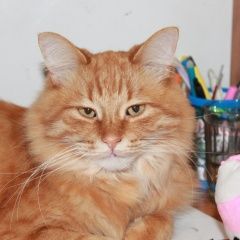 Подробнее об объявлении «Воронеж Пропал кот рыжий кот» Фото: пропала кошка  «Воронеж Пропал кот рыжий кот» в г. Воронеж