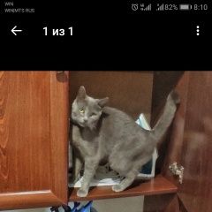 Подробнее об объявлении «Пропала кошка Белогорск Крым» Фото: пропала кошка  «Пропала кошка Белогорск Крым» в г. Белогорск Крым