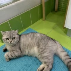 Подробнее об объявлении «Истра Пропала кошка деревня крючково» Фото: пропала кошка Британская короткошерстная кошка «Истра Пропала кошка деревня крючково» в г. Истра