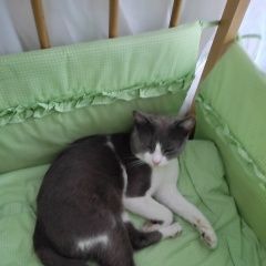 Подробнее об объявлении «Пропал кот Шахты» Фото: пропала кошка  «Пропал кот Шахты» в г. Шахты