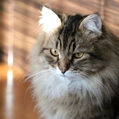 Подробнее об объявлении «Пропал кот Иваново» Фото: пропала кошка  «Пропал кот Иваново» в г. Иваново