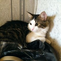 Подробнее об объявлении «Пропал кот луня Шарапово» Фото: пропала кошка  «Пропал кот луня Шарапово» в г. Шарапово