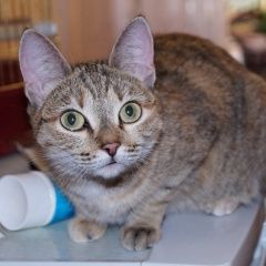 Подробнее об объявлении «Пропала кошка августа вечером учебная, Томск» Фото: пропала кошка  «Пропала кошка августа вечером учебная, Томск» в г. Томск