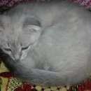 Подробнее об объявлении «Воронеж Пропала кошка» Фото: пропала кошка  «Воронеж Пропала кошка» в г. Воронеж