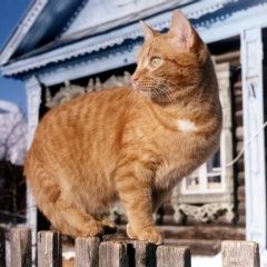 Подробнее об объявлении «Пропал кот Томск» Фото: пропала кошка  «Пропал кот Томск» в г. Томск