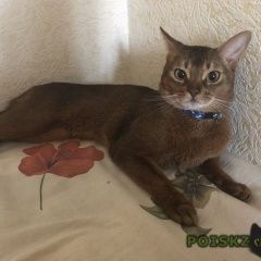 Подробнее об объявлении «Пропал кот Москва» Фото: пропала кошка Абиссинская «Пропал кот Москва» в г. Москва