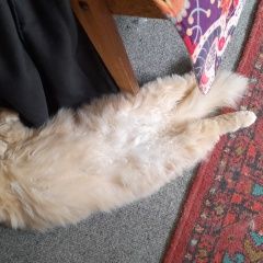 Подробнее об объявлении «Пропала кошка пушистая, ушла 2.08.22 из снт заозе Фрязино» Фото: пропала кошка Турецкая ангора «Пропала кошка пушистая, ушла 2.08.22 из снт...» в г. Фрязино