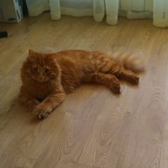 Подробнее об объявлении «Пропал кот Туапсе» Фото: пропала кошка  «Пропал кот Туапсе» в г. Туапсе