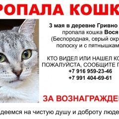 Подробнее об объявлении «Пропала кошка Климовск» Фото: пропала кошка  «Пропала кошка Климовск» в г. Климовск