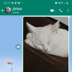 Подробнее об объявлении «Пропала кошка любимая Егорьевск» Фото: пропала кошка  «Пропала кошка любимая Егорьевск» в г. Егорьевск