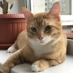 Подробнее об объявлении «Пропал кот Санкт-Петербург» Фото: пропала кошка  «Пропал кот Санкт-Петербург» в г. Санкт-Петербург