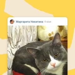 Подробнее об объявлении «Пропал кот помогите Саранск» Фото: пропала кошка  «Пропал кот помогите Саранск» в г. Саранск