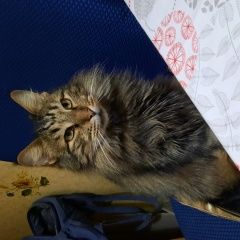 Картинка пропала кошка В городе Пятигорск потерян котэ. Пятигорск