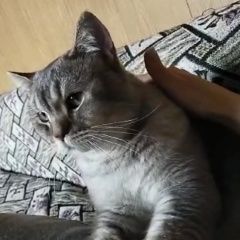 Подробнее об объявлении «Пропал кот шотландец филя Щелково» Фото: пропала кошка Скоттиш страйт (шотландская прямоухая) «Пропал кот шотландец филя Щелково» в г. Щелково