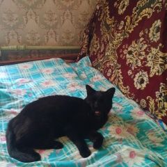 Подробнее об объявлении «Ярославль Пропала кошка» Фото: пропала кошка  «Ярославль Пропала кошка» в г. Ярославль