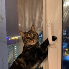 Подробнее об объявлении «Пропала кошка стерилизованная Хабаровск» Фото: пропала кошка  «Пропала кошка стерилизованная Хабаровск» в г. Хабаровск