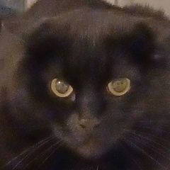 Подробнее об объявлении «Красноярск Пропал кот черный кот» Фото: пропала кошка  «Красноярск Пропал кот черный кот» в г. Красноярск