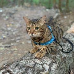 Подробнее об объявлении «Пропал кот Дмитров» Фото: пропала кошка Бенгальская кошка «Пропал кот Дмитров» в г. Дмитров