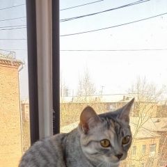 Подробнее об объявлении «Красноярск Пропала кошка помогите пожалуйста найти, кошке всего 7» Фото: пропала кошка  «Красноярск Пропала кошка помогите пожалуйста...» в г. Красноярск