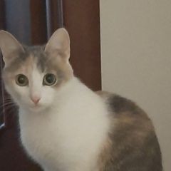 Подробнее об объявлении «Пропала кошка мурка. Уфа» Фото: пропала кошка  «Пропала кошка мурка. Уфа» в г. Уфа