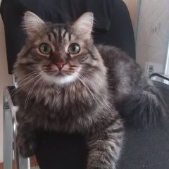 Подробнее об объявлении «Пропала кошка Ноябрьск» Фото: пропала кошка  «Пропала кошка Ноябрьск» в г. Ноябрьск