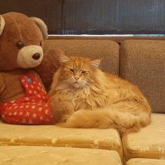 Подробнее об объявлении «Пропал кот породы мейн кун Сочи» Фото: пропала кошка  «Пропал кот породы мейн кун Сочи» в г. Сочи