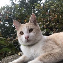 ����: ������� �����  ���������� ������ ��� � �. ���������