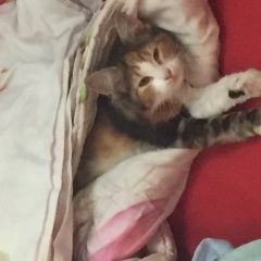 Подробнее об объявлении «Пропала кошка Сочи» Фото: пропала кошка  «Пропала кошка Сочи» в г. Сочи