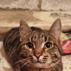 Подробнее об объявлении «Москва Пропал кот» Фото: пропала кошка  «Москва Пропал кот» в г. Москва