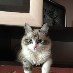 Подробнее об объявлении «Пенза Пропала кошка» Фото: пропала кошка  «Пенза Пропала кошка» в г. Пенза