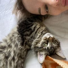 Подробнее об объявлении «Пропала кошка в Сочи» Фото: пропала кошка Мейн-кун «Пропала кошка в Сочи» в г. Сочи