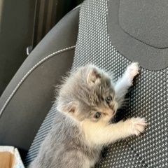Подробнее об объявлении «Пропала кошка котёнок Симферополь» Фото: пропала кошка  «Пропала кошка котёнок Симферополь» в г. Симферополь